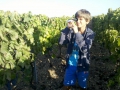 Giovani viticultori a lavoro