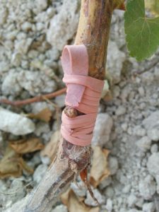 Innesto a verde della vite