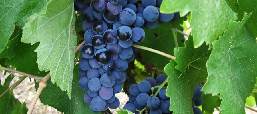 Uva di Nero d'Avola