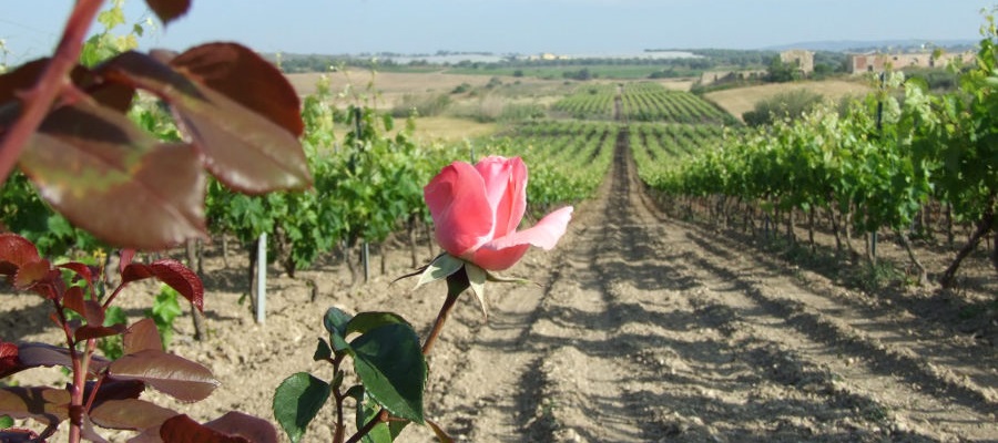 Vigna in vegetazione